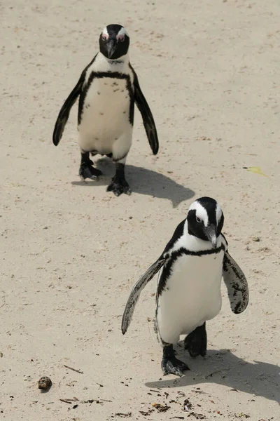 Closeup Couple African Penguins Sandy Beach — Stock Photo, Image