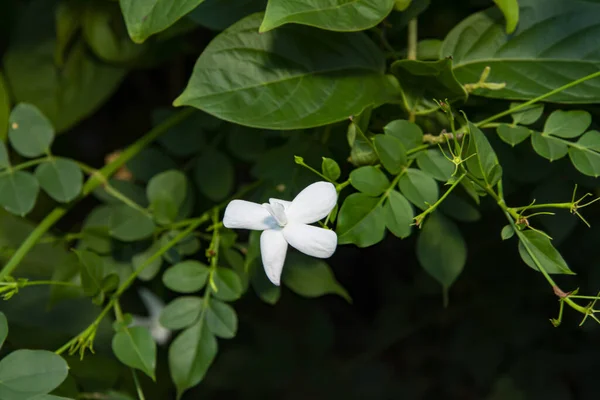 Een Gewone Witte Jasmijn Jasminum Officinale Tuin — Stockfoto