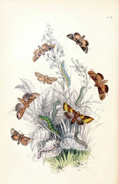 Illustration Vintage Verticale Xixe Siècle Papillons Collectionner Sur Fond Blanc — Photo