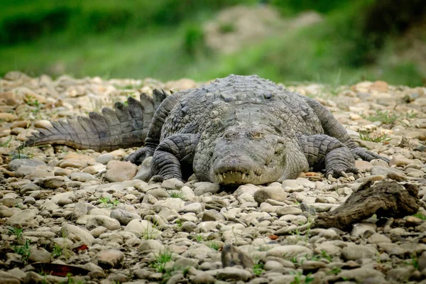 Krokodyl Złodziej Bagien Pławiący Się Nad Brzegiem Rzeki Rapti Parku — Zdjęcie stockowe