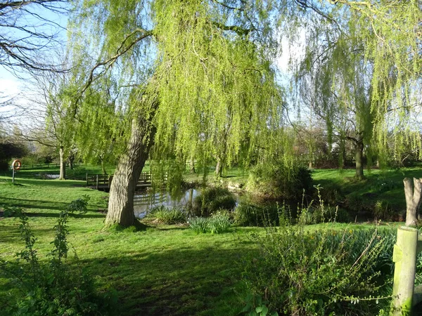 Een Natuurlijk Uitzicht Huilende Wilgenbomen Chalkwell Park Engeland — Stockfoto