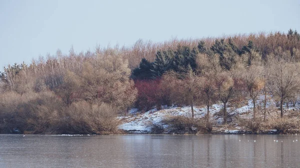 川による枯山水の冬の森 — ストック写真