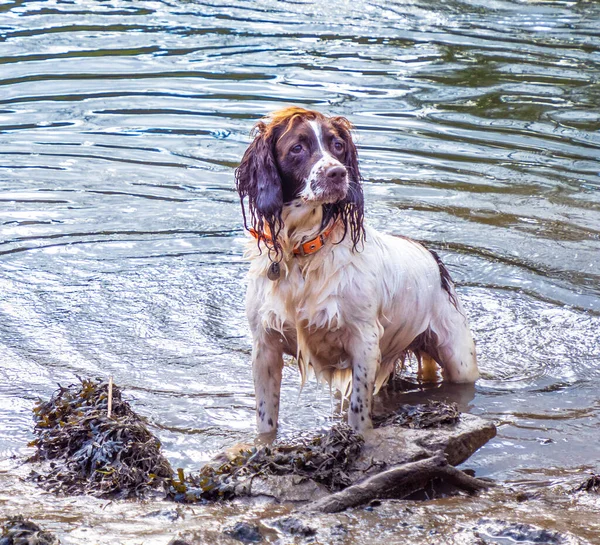 Een Foto Van Een Hond Die Uit Het Water Komt — Stockfoto