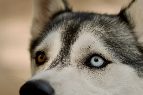 Close Belos Olhos Heterocromáticos Marrom Azul Cão Husky — Fotografia de Stock