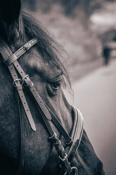 Close Uma Cabeça Cavalo Fundo Embaçado — Fotografia de Stock