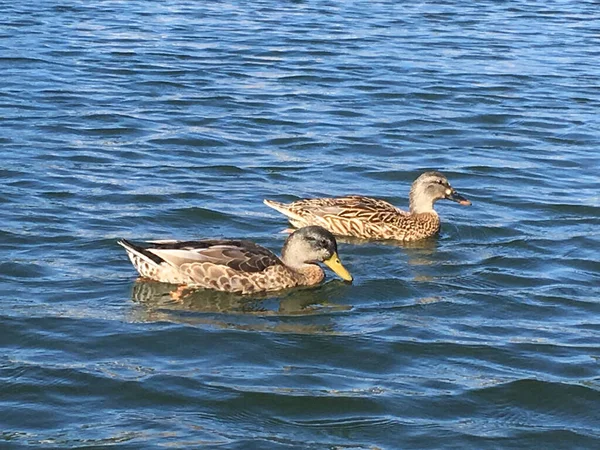 Primer Plano Patos Agua — Foto de Stock