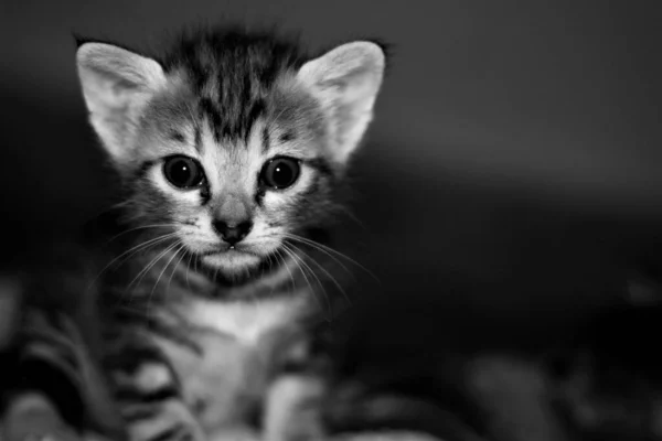 Grayscale Small Cat — Stock Photo, Image