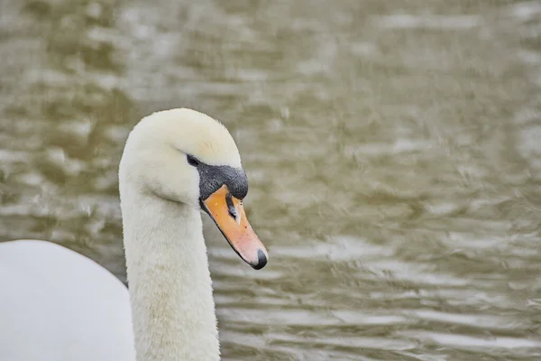 Close Cisne Branco Nadando Nas Águas Lago — Fotografia de Stock