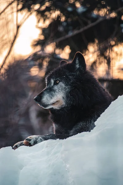 Tiro Vertical Lobo Neve — Fotografia de Stock