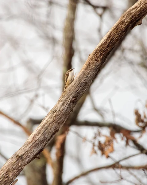 Nce Bir Ağaç Gövdesine Konmuş Bir Kuşun Dikey Görüntüsü — Stok fotoğraf