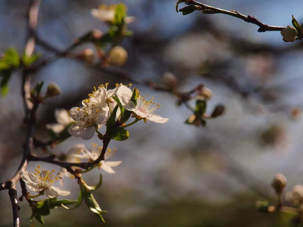 Ένα Επιλεκτικό Πλάνο Εστίασης Από Άνθη Κερασιάς — Φωτογραφία Αρχείου