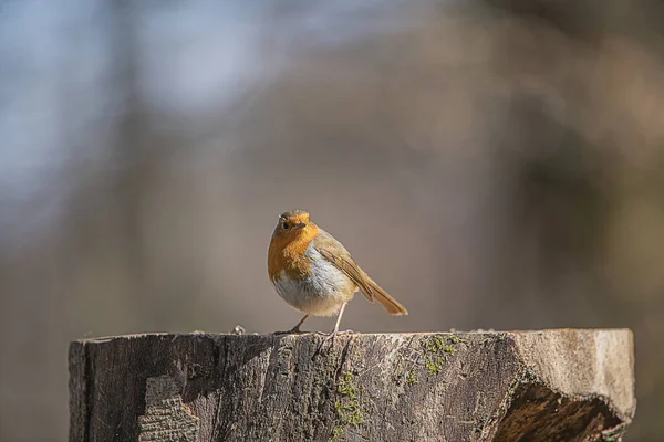 Foco Poco Profundo Adorable Pájaro Petirrojo Posado Tronco Árbol Cortado — Foto de Stock