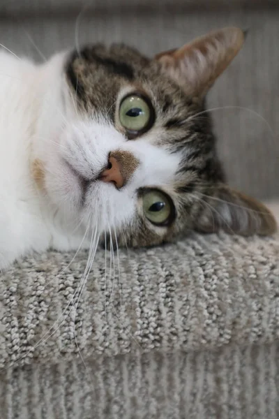 Egy Függőleges Felvétel Egy Macskáról Amint Szürke Szövetfelületen Fekszik — Stock Fotó