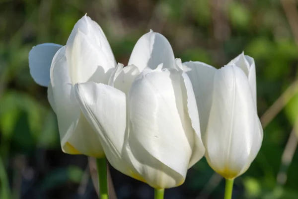 Kilka Białych Tulipanów Rozmytym Naturalnym Tle — Zdjęcie stockowe