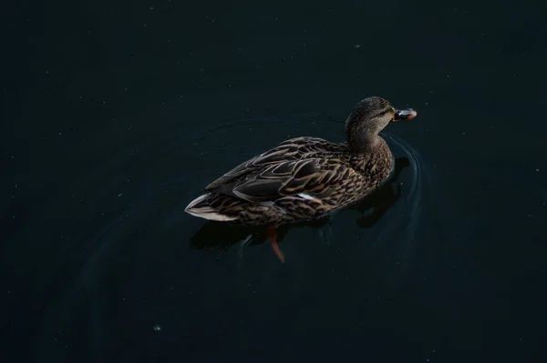 Uma Foto Panorâmica Pato Mallard Nadando Uma Água Verde Fune — Fotografia de Stock