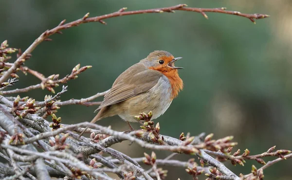 Foyer Peu Profond Merle Européen Perché Sur Une Brindille Arbre — Photo