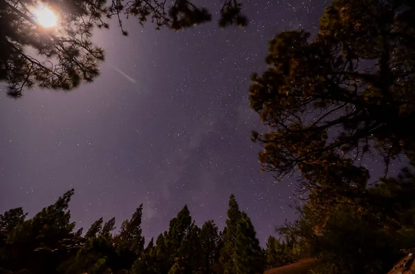 Αστέρια Στον Ουρανό Νύχτα Πάνω Από Δέντρα Ενός Πευκοδάσους — Φωτογραφία Αρχείου