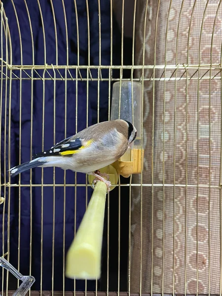 Jeden Goldfinch Pták Uvnitř Malé Klece Uvnitř — Stock fotografie