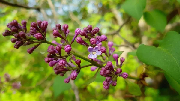 Closeup Common Lilac Green Leaves Blurred Background — Stock Photo, Image