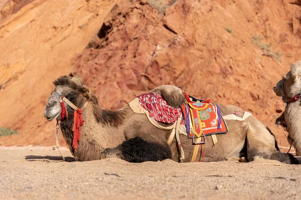 Верблюд Сидящий Песке Пустыне Ярким Солнцем — стоковое фото