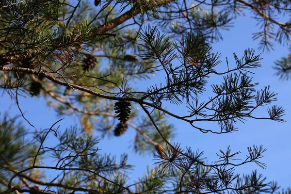 Een Dichtbij Shot Van Pijnbomen Loof — Stockfoto