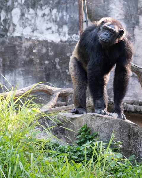 Großaufnahme Eines Schimpansen Zoo — Stockfoto