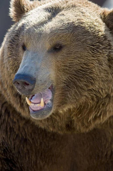 Pionowe Zbliżenie Niedźwiedzia Grizzly Ogrodzie Zoologicznym Ciągu Dnia — Zdjęcie stockowe