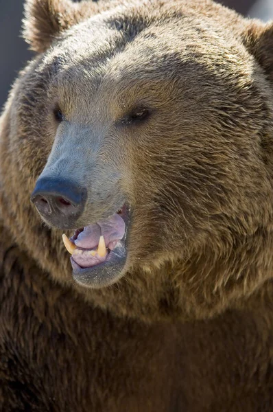 Primer Plano Vertical Oso Pardo Zoológico Durante Día — Foto de Stock