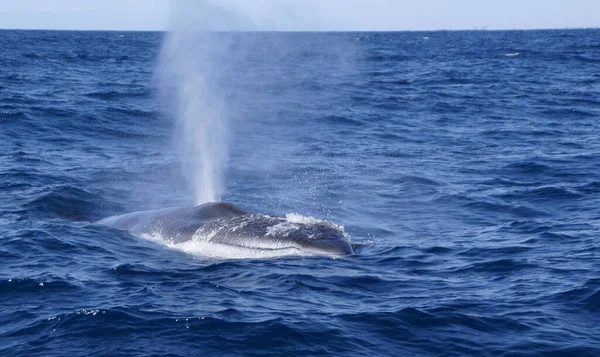 Een Prachtig Shot Van Een Grote Walvis Spetterend Water Zwemmen — Stockfoto