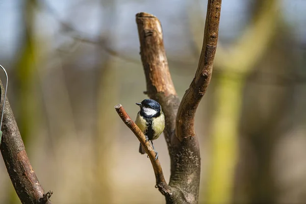 Shallow Focus Adorable Great Tit Perching Tree Branch — Stockfoto