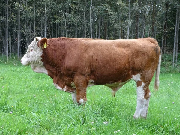 一只棕色的西门子牛站在草地上 — 图库照片