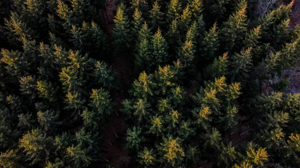 Flygbild Vintergrön Skog — Stockfoto