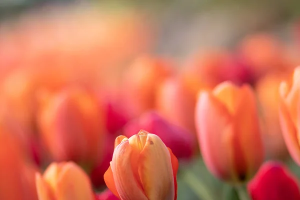 Belo Tiro Campo Cheio Tulipas Laranja Com Fundo Borrado — Fotografia de Stock