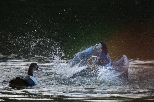 Ganso Del Nilo Ganso Egipcio Luchando Contra Ganso Monja Agua — Foto de Stock