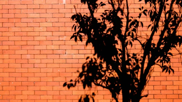 砖墙上的树影 — 图库照片