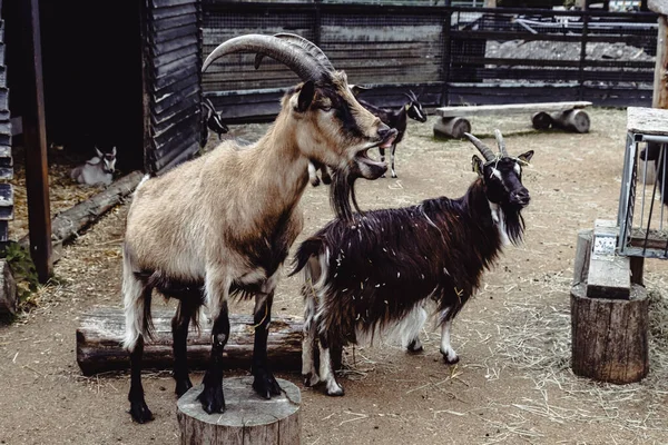 Goats Ekeberg Oslo Norway — Stock Photo, Image