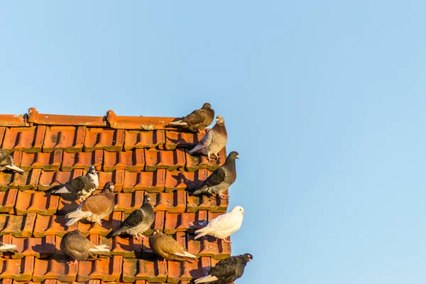 Kırmızı Kiremitleri Olan Harap Bir Çatıda Bir Güvercin Sürüsü — Stok fotoğraf