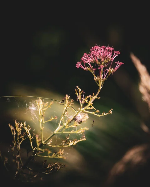 Een Closeup Van Een Rose Bloem Groeiend Binnen Tuin — Stockfoto
