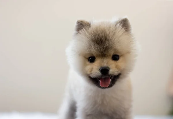 一只白色背景的可爱的波美拉尼亚小狗的肖像 — 图库照片