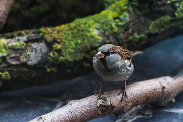 Der Spatz Herbstlichen Hinterhof Sucht Eine Mahlzeit — Stockfoto