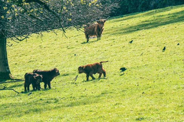 Beautiful Shot Group Fluffy Scottish Highland Cows Grazing Grassland Sunny — Stock Photo, Image