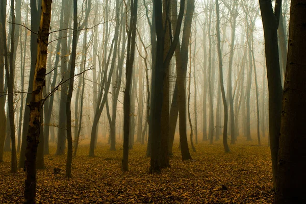 Krásný Záběr Podzimního Lesa Ranní Mlze — Stock fotografie