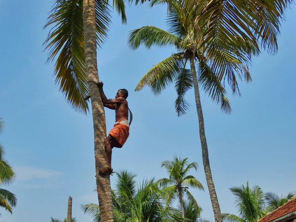 Foto Toont Een Indiase Man Die Een Kokosboom Klimt Traditionele — Stockfoto