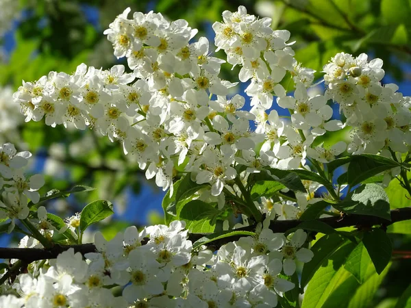 Detailní Záběr Prunus Padus Květiny Stromě — Stock fotografie