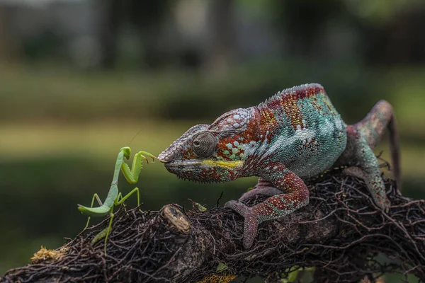 Chameleon Kobylka Větvi Čelem Sobě Rozmazaném Pozadí — Stock fotografie