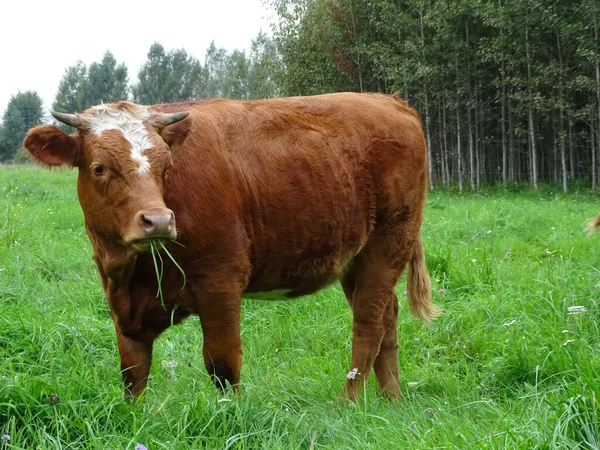 Uma Visão Natural Vaca Marrom Pastando Campo Verde Letônia — Fotografia de Stock