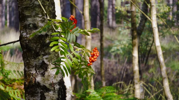 Den Blomstrende Røde Rowan Planten Skog – stockfoto
