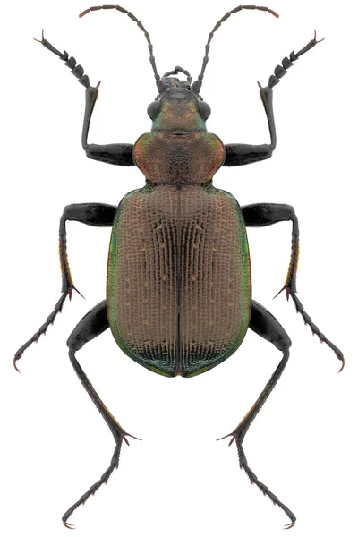 地上のカブトムシ種Calosoma Inquisitor ささいな名前 少ない検索者甲虫 — ストック写真