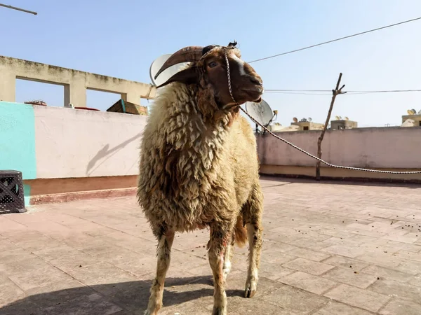 Одна Вівця Стоїть Даху — стокове фото