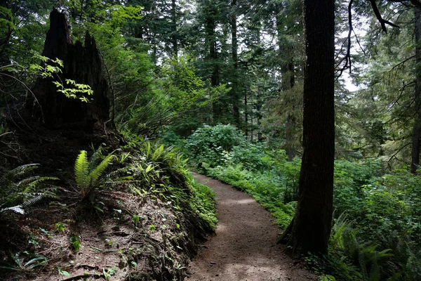 Paisaje Escénico Con Una Pasarela Través Bosque Verde —  Fotos de Stock